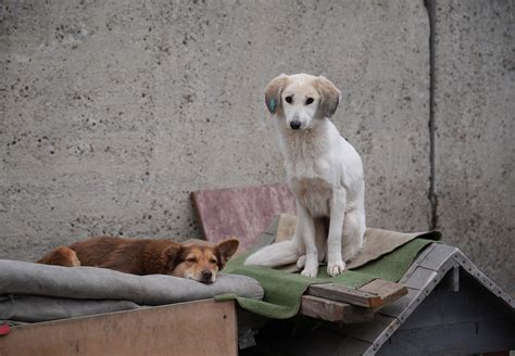Stray Animals .